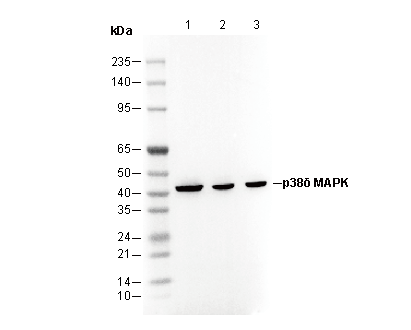 p38δ MAPK Antibody