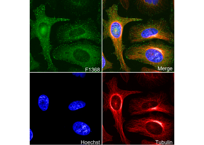 Grp94 Antibody