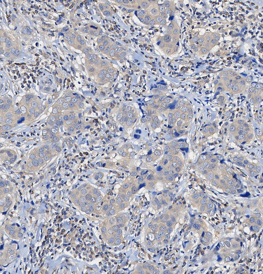 Grp94 Antibody