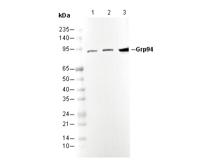 Grp94 Antibody