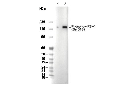 Phospho-IRS-1 (Ser318) Antibody
