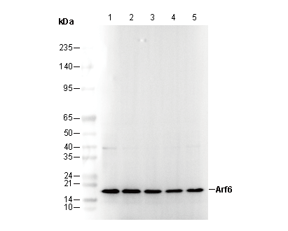 Arf6 Antibody