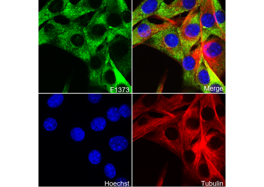 FMRP Antibody