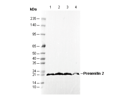 Presenilin 2 Antibody