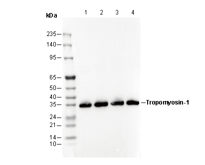 Tropomyosin-1 Antibody