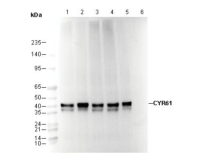CYR61 Antibody