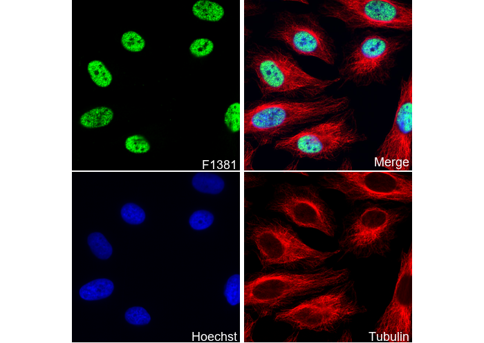 HSF1 Antibody