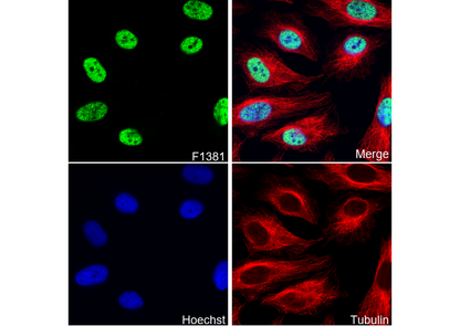 HSF1 Antibody
