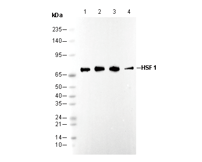 HSF1 Antibody