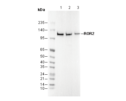 ROR2 Antibody
