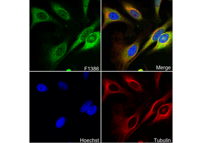 c-Rel Antibody