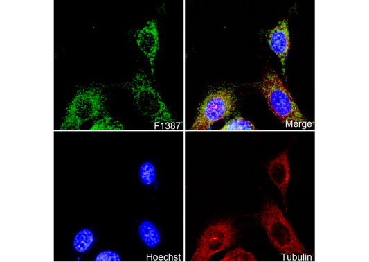 USP9X Antibody