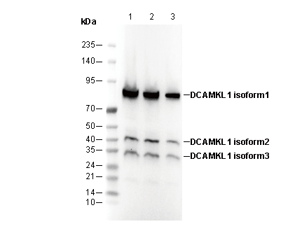 DCLK1 / DCAMKL1 Antibody