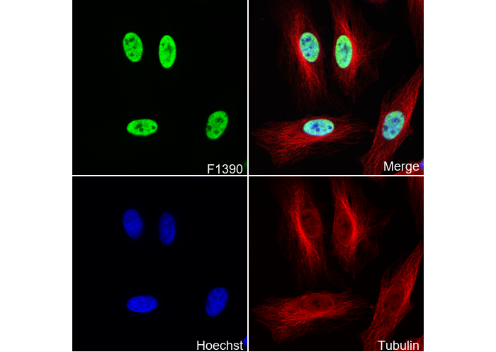 STF-1 Antibody