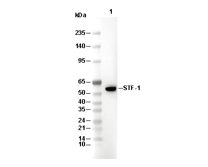 STF-1 Antibody