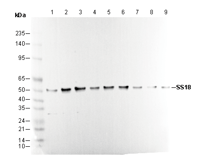 SS18 Antibody