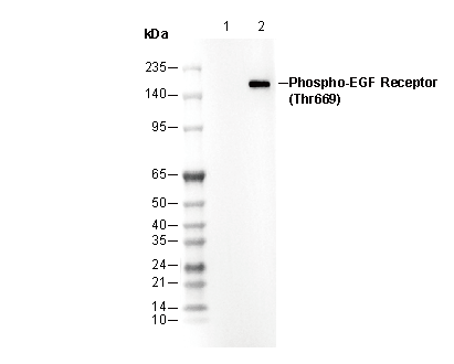 Phospho-EGF Receptor (Thr669) Antibody
