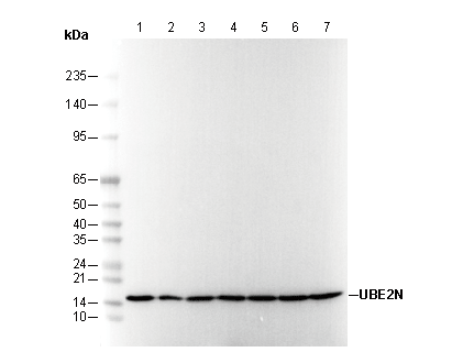 UBE2N Antibody