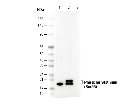 Phospho-Stathmin (Ser38) Antibody