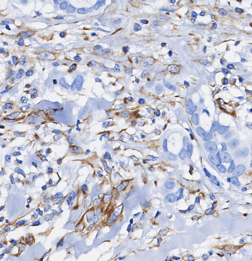 MAVS Antibody