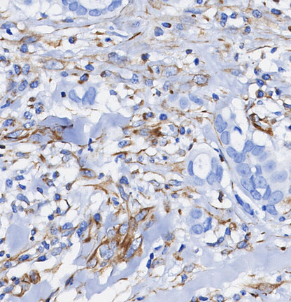 MAVS Antibody