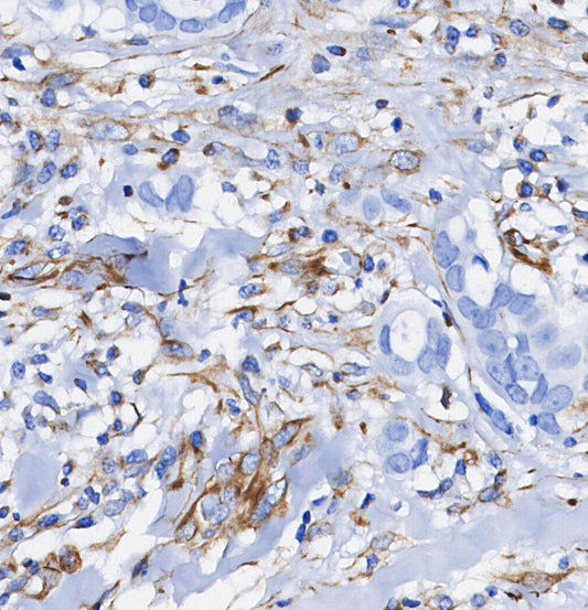 MAVS Antibody
