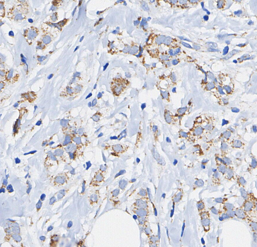 p58IPK Antibody