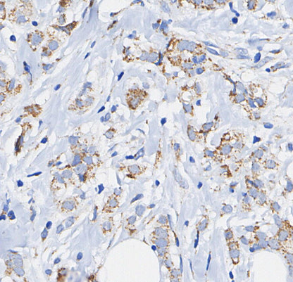 p58IPK Antibody