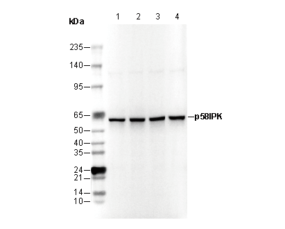 p58IPK Antibody
