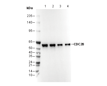 CDC20 Antibody