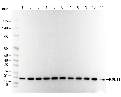 RPL11 Antibody