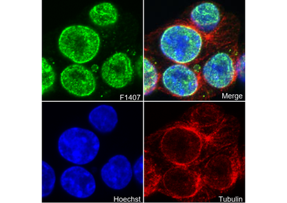 Exportin-1/CRM1 Antibody