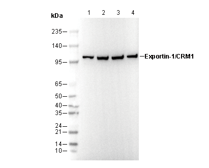 Exportin-1/CRM1 Antibody