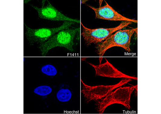 TPX2 Antibody
