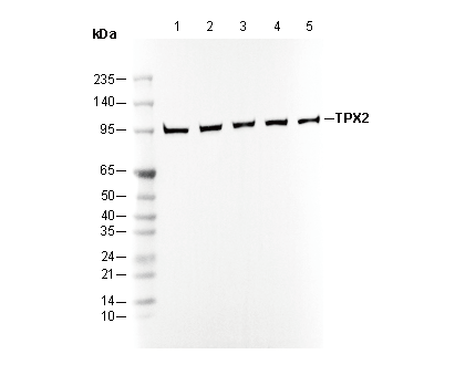 TPX2 Antibody