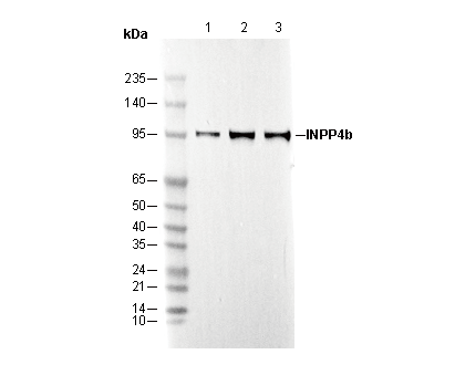 INPP4b Antibody