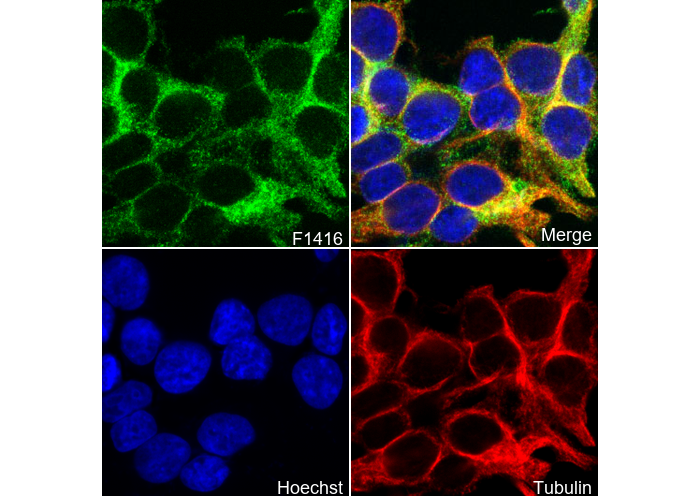 p115 RhoGEF Antibody