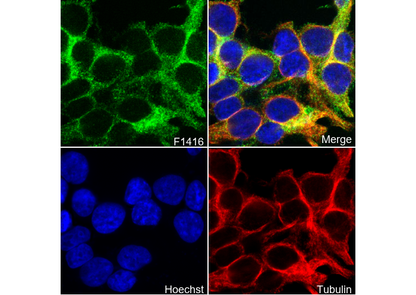 p115 RhoGEF Antibody