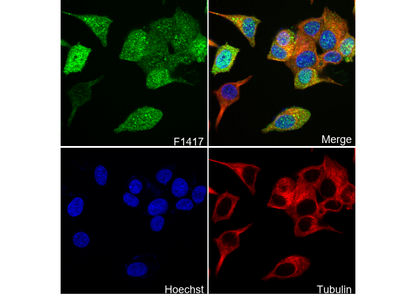 Galectin-3/LGALS3 Antibody