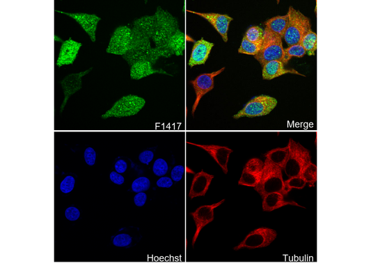 Galectin-3/LGALS3 Antibody