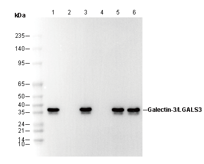 Galectin-3/LGALS3 Antibody