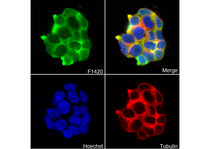 eIF3H Antibody