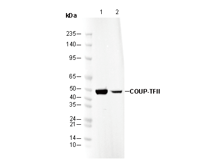 COUP-TFII Antibody