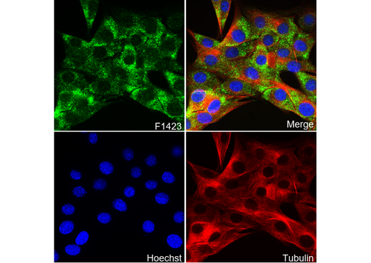 FXR2 Antibody