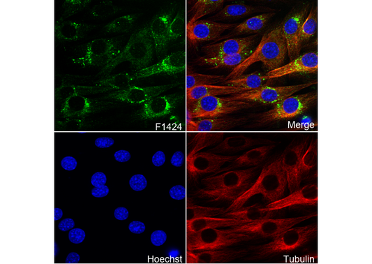 Rab1A Antibody