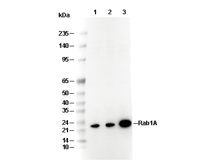 Rab1A Antibody