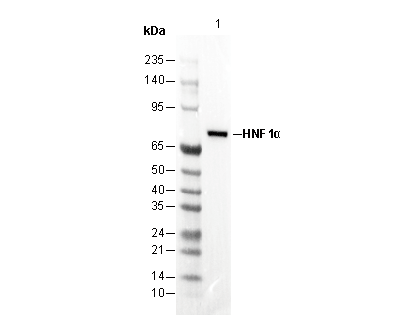 HNF1α Antibody