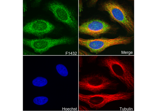 eIF4G2/p97 Antibody