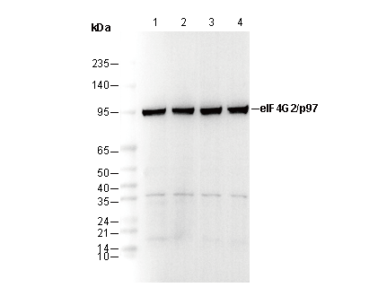 eIF4G2/p97 Antibody