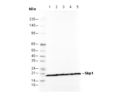 Skp1 Antibody